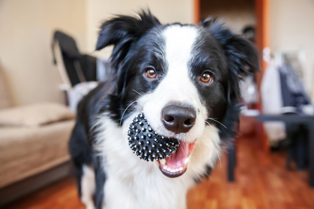 ボール遊びする犬