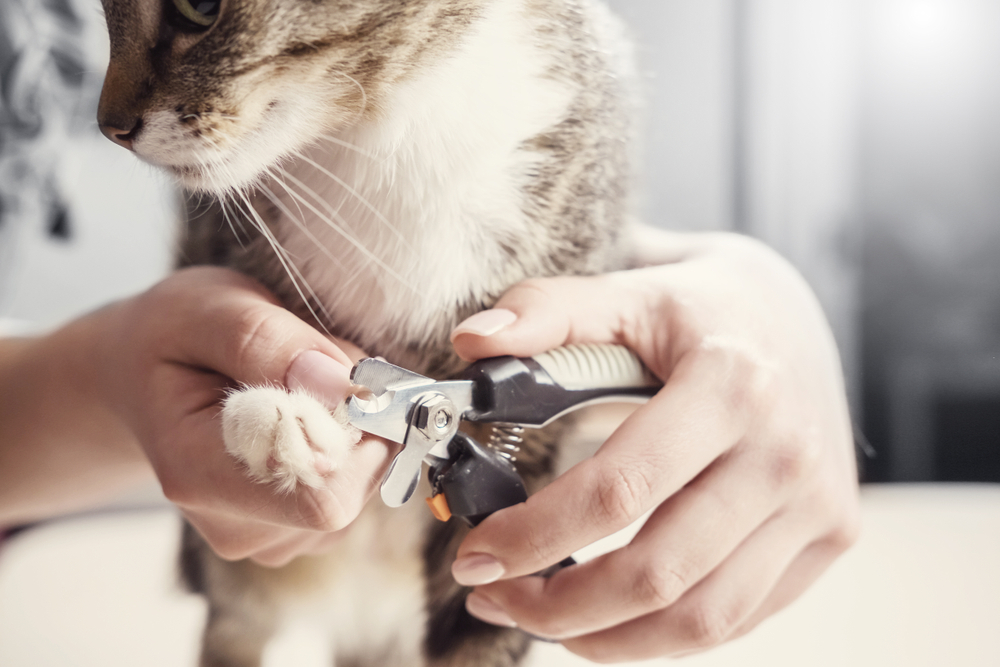 猫の爪を切る必要は 嫌がる猫への爪切りのコツや頻度について Column Levees レビーズ Animal Rights 動物の権利を考えるwebマガジン
