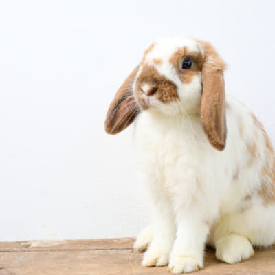 飛行機に愛犬と一緒に乗れるの 注意点や準備しておくべきこと Column Levees レビーズ Animal Rights 動物の権利を考えるwebマガジン