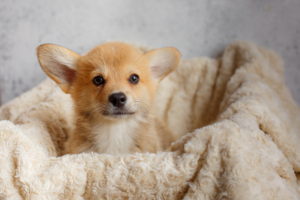 毛布の上に座る子犬