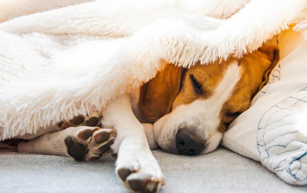 画像 犬 体こすりつける 布団 犬 体こすりつける 布団 Tlulasjpblogjokio