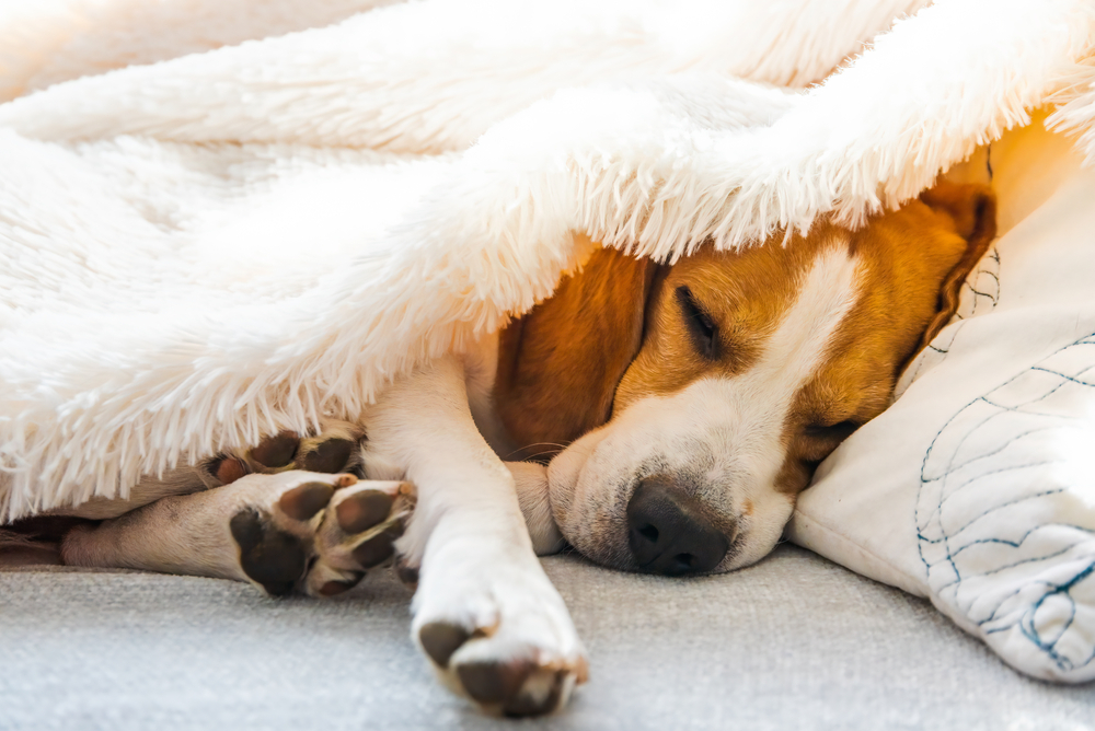 冬になると犬が朝起きない 寝てばかりいるけど病気の可能性は Column Levees レビーズ Animal Rights 動物の権利を考えるwebマガジン
