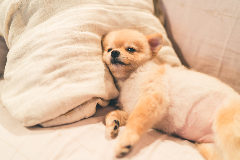 冬になると犬が朝起きない 寝てばかりいるけど病気の可能性は Column Levees レビーズ Animal Rights 動物の権利を考えるwebマガジン