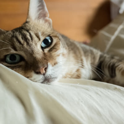 犬の散歩で匂いを嗅ぎすぎて歩かない時はどうすれば 匂いを嗅ぐ理由 Column Levees レビーズ Animal Rights 動物の権利を考えるwebマガジン