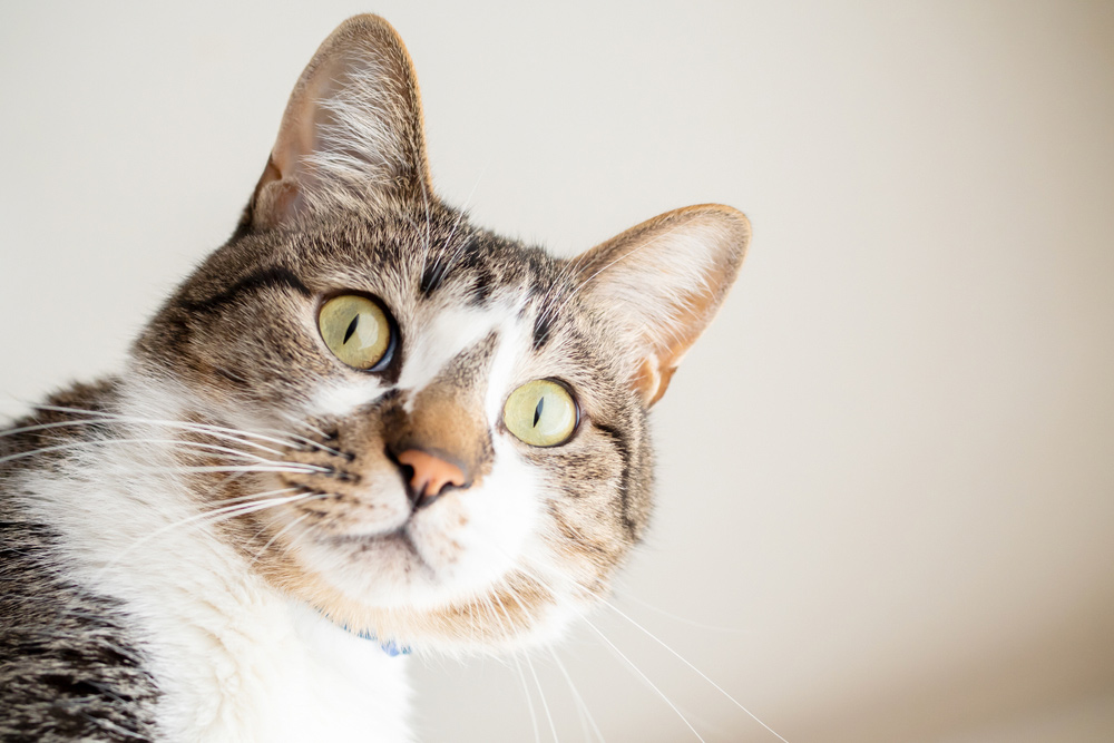 猫が見つめてくる時はどんな気持ち 猫が目をあわせてくる4つの理由 Column Levees レビーズ Animal Rights 動物の権利を考えるwebマガジン