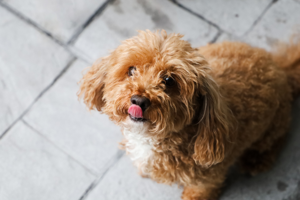 犬が鼻を舐めるのは不安のサイン 鼻の役割と舌舐めずりの理由 Column Levees レビーズ Animal Rights 動物の権利を考えるwebマガジン