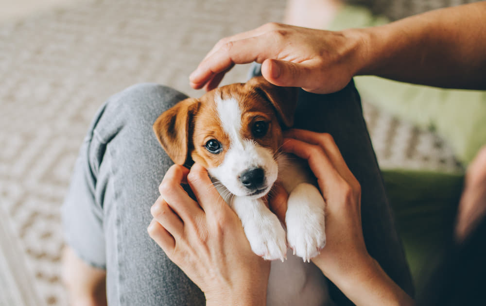 愛犬に気持ちを伝える4つの方法 大好き と伝えるには Column Levees レビーズ Animal Rights 動物の権利を考えるwebマガジン