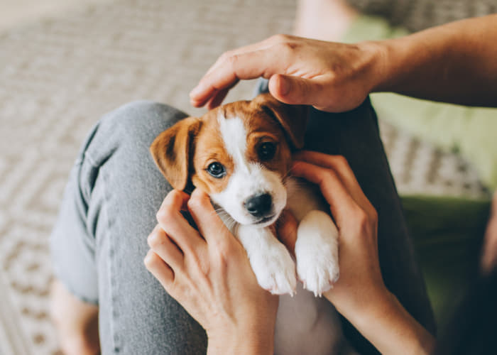 犬がトイレトレーの上で寝る理由や心理 やめさせる方法はあるの Column Levees レビーズ Animal Rights 動物の権利を考えるwebマガジン