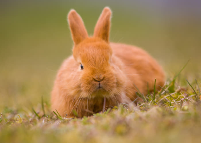 うさぎが連続でくしゃみ スナッフルという病気かも Column Levees レビーズ Animal Rights 動物の権利を考えるwebマガジン