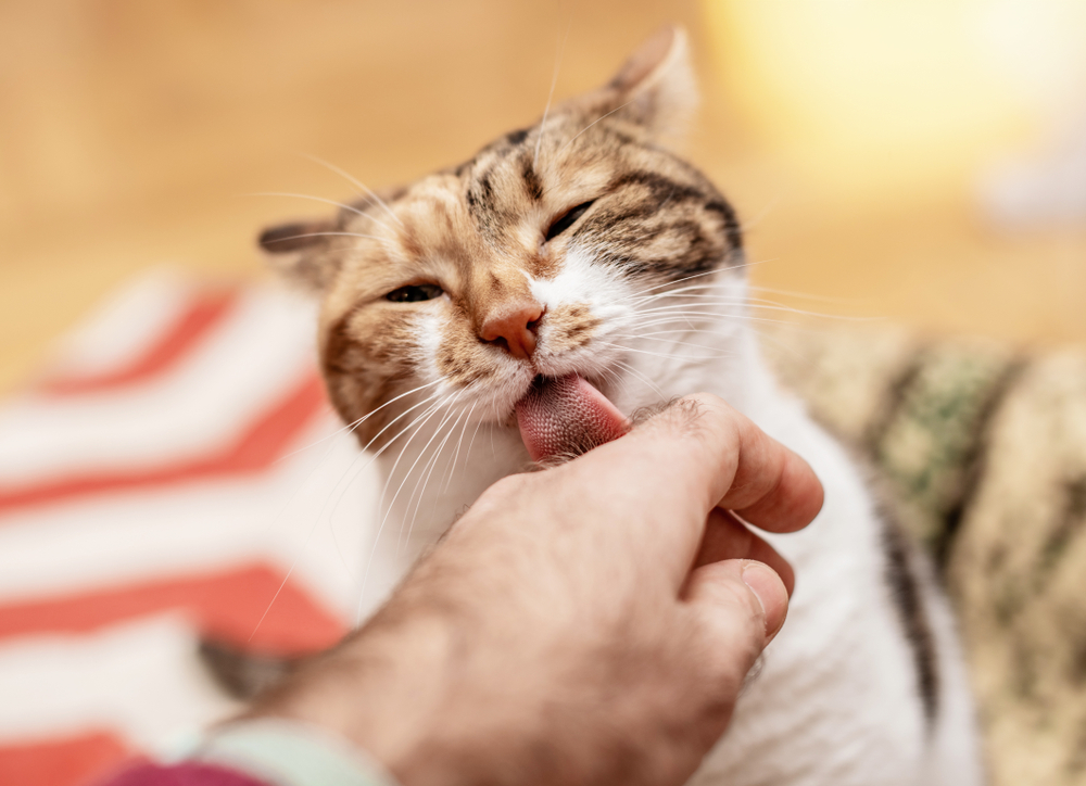 飼い主の手を舐める猫