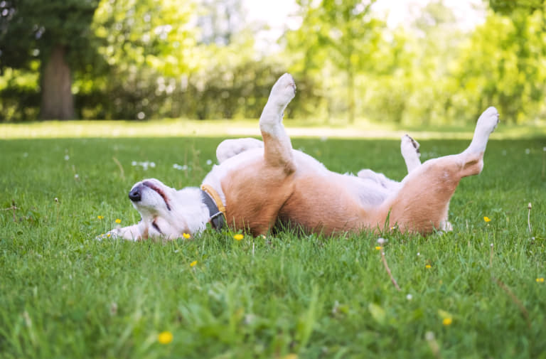 子犬が体を掻いてかゆくなった場合の対処法