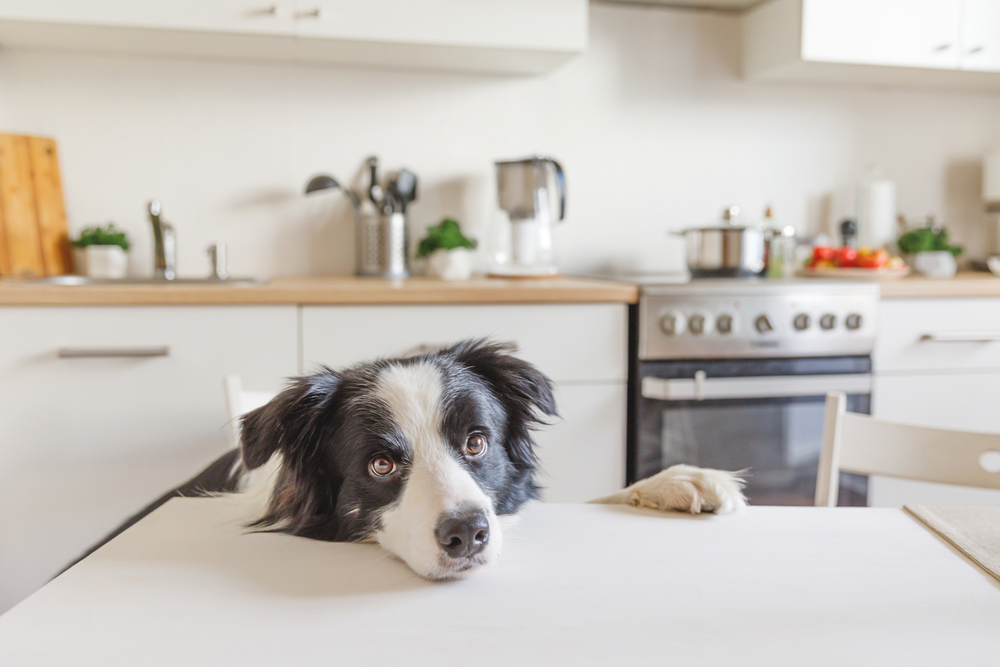 犬の空腹サイン5つ お腹が空いた時に犬がとる行動とは Column Levees レビーズ Animal Rights 動物の権利を考えるwebマガジン