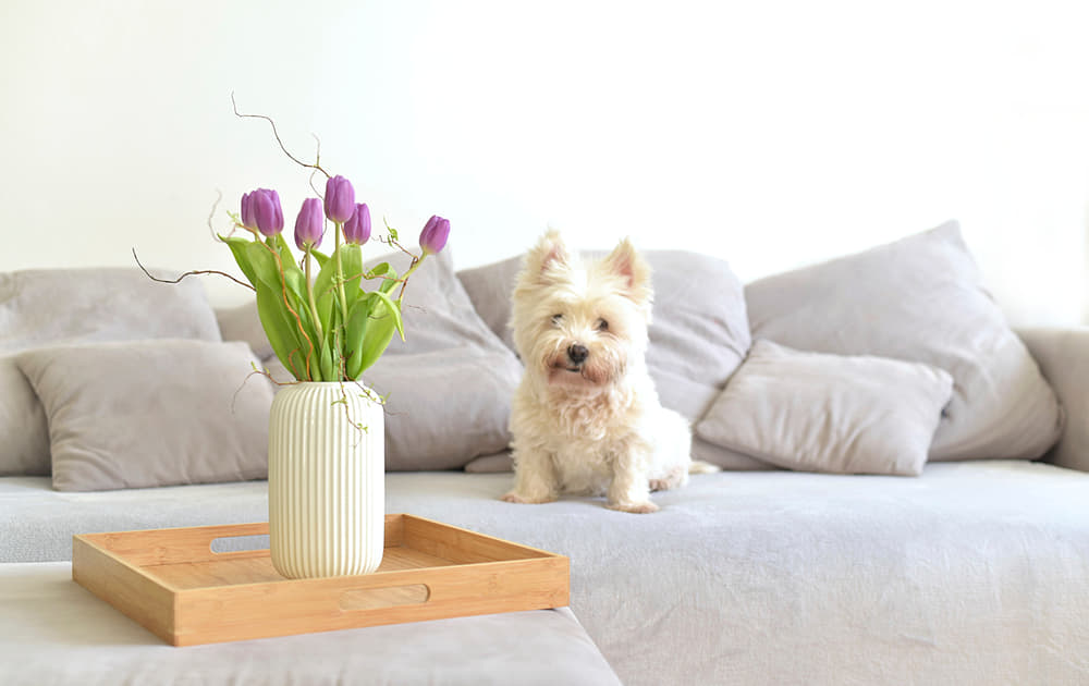犬に危険な植物や花5つ 食べると中毒症状が起こる種類は Column Levees レビーズ Animal Rights 動物の権利を考えるwebマガジン
