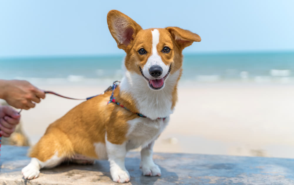 犬の暑がりサイン4つ 暑い時にやる仕草を知って夏バテ予防を 夏の適切な温度は Column Levees レビーズ Animal Rights 動物の権利を考えるwebマガジン