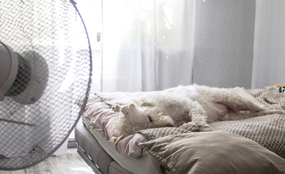 扇風機の近くで寝る犬