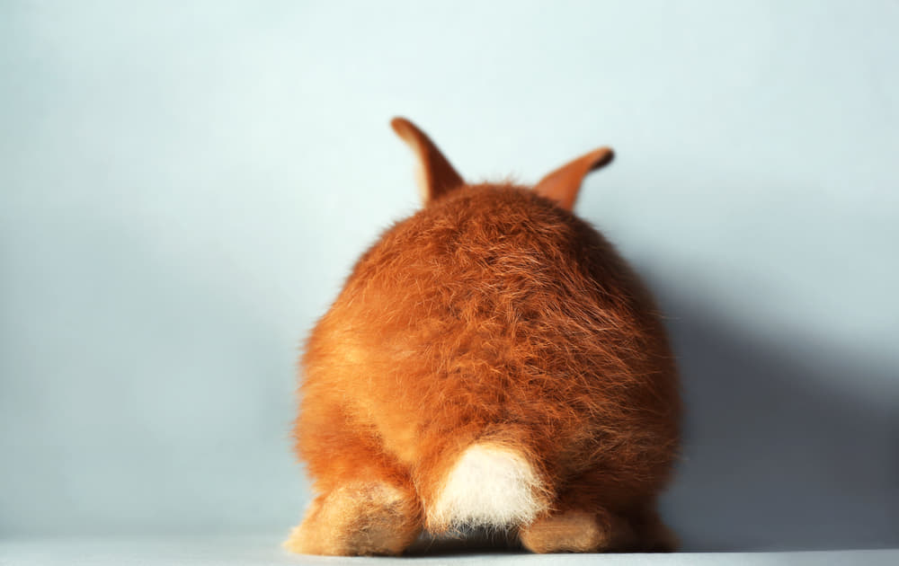 うさうさのしっぽ 実は感情豊か！しっぽの動きで分かるうさぎの気持ち｜Column