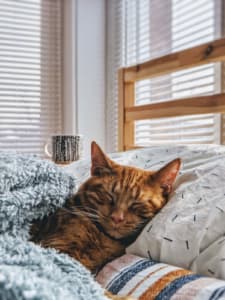 ベッドで寝る猫