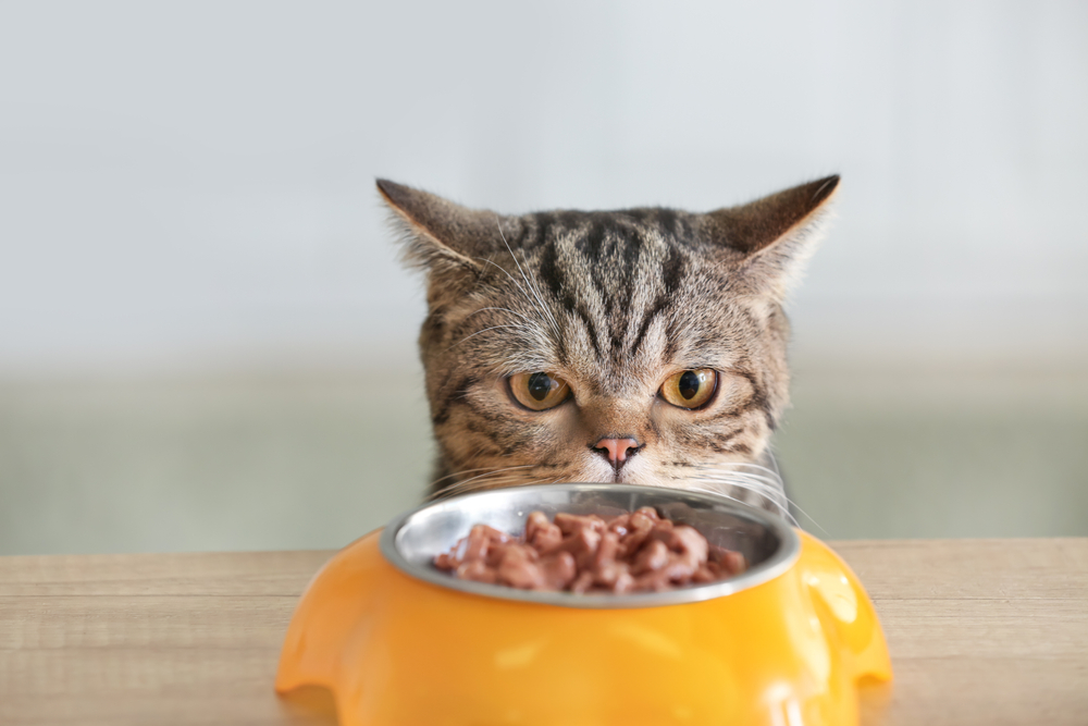 猫がエサを食べなくなった 食欲不振は不調のサイン 食べない原因と食べさせる方法 Column Levees レビーズ Animal Rights 動物の権利を考えるwebマガジン