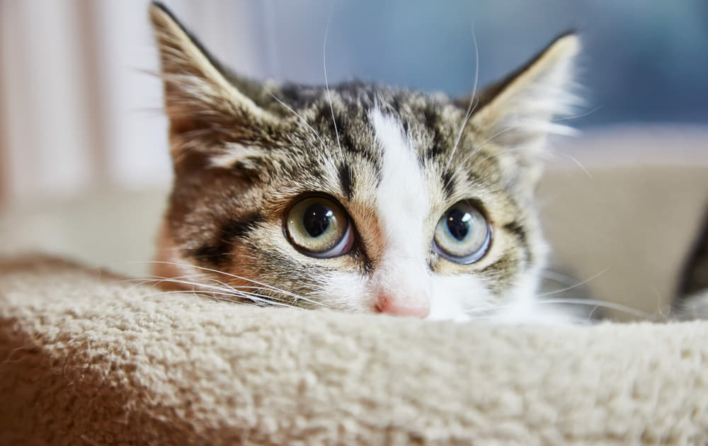 大好きな証拠 猫のやきもちサイン4つ 嫉妬されると嫌われる Column Levees レビーズ Animal Rights 動物の権利を考えるwebマガジン