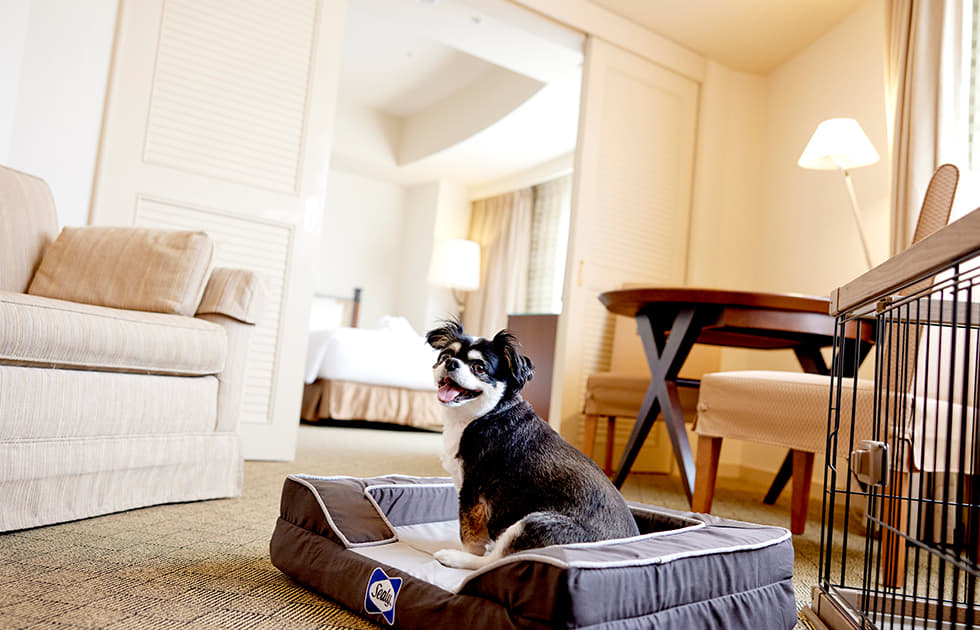 都ホテル岐阜長良川でワンちゃんとゆっくり！ドッグステイプランのご紹介｜Knowledge ｜ Levees レビーズ “ Animal