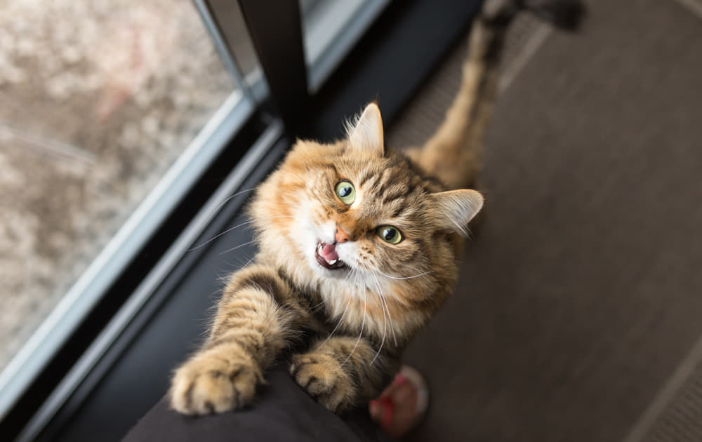 猫の不安サイン4選 イカ耳や瞳孔が広がるのは怖いから Column Levees レビーズ Animal Rights 動物の権利を考えるwebマガジン