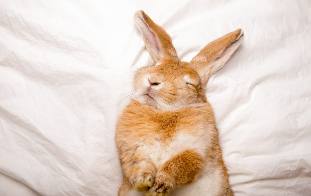 眠りうさぎ様 うさぎは夜行性？明け方と夕方に活発になる理由を解説！ - うさぎとの