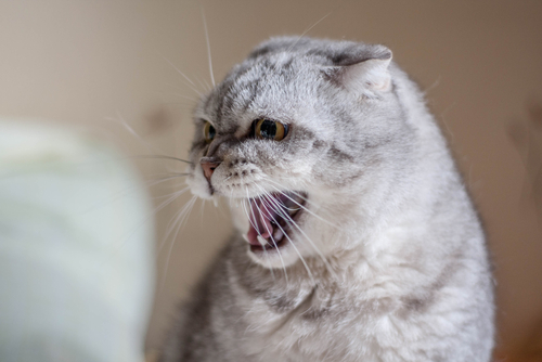 怒る猫の画像