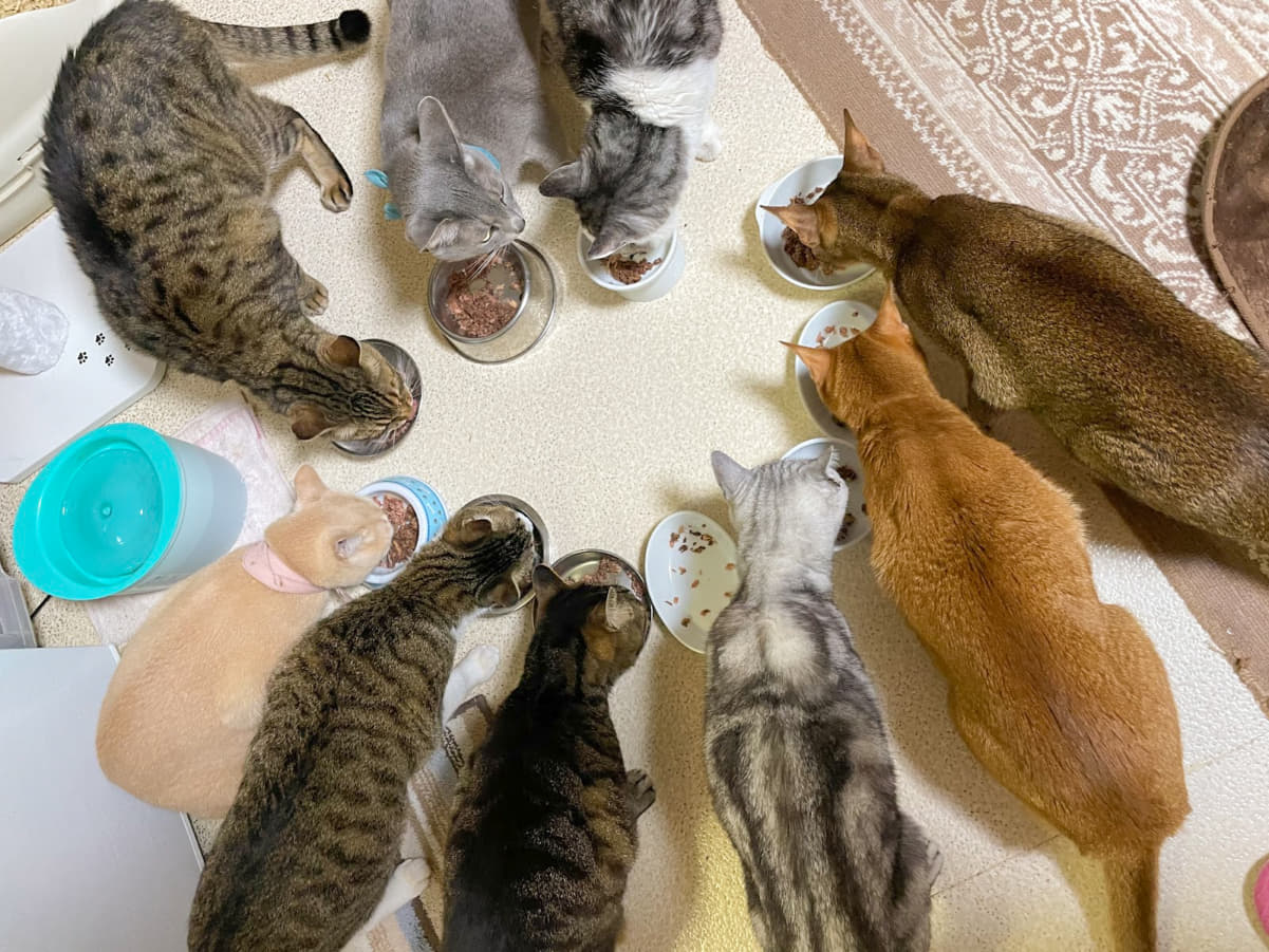 猫アレルギーでも猫を飼いたい 11匹の猫と暮らす私が実践する4つの対策 もちもちブラザーズコラム Column Levees レビーズ Animal Rights 動物の権利を考えるwebマガジン