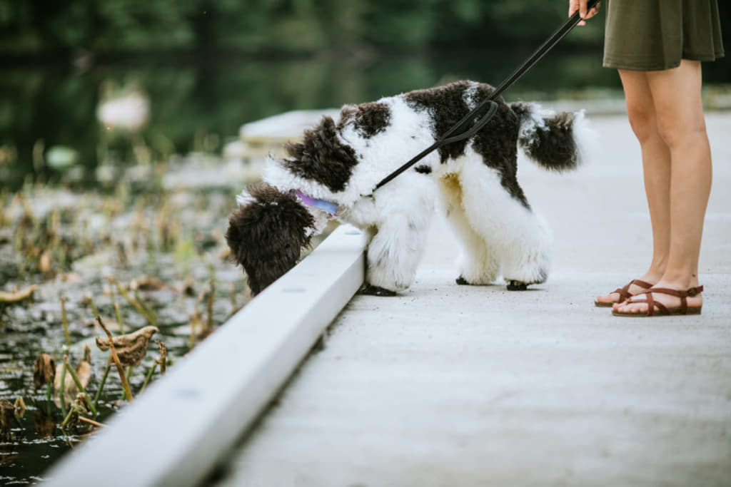 犬の散歩で匂いを嗅ぎすぎて歩かない時はどうすれば 匂いを嗅ぐ理由 Column Levees レビーズ Animal Rights 動物の権利を考えるwebマガジン