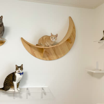 降参ポーズじゃない!猫がお腹を見せる理由5つ。触ると怒るのはなぜ