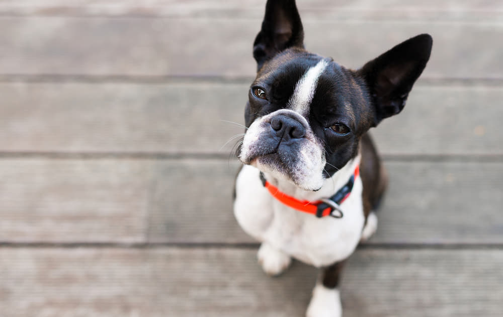 犬が目を細める意味は 病気の可能性もあるので要注意 Column Levees レビーズ Animal Rights 動物の権利を考えるwebマガジン