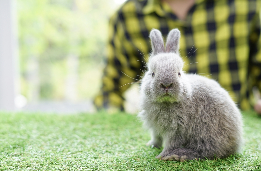 うさぎが怒ったときの行動4つ うさぎが怒る理由や怒ったの対処法 Column Levees レビーズ Animal Rights 動物の権利を考えるwebマガジン