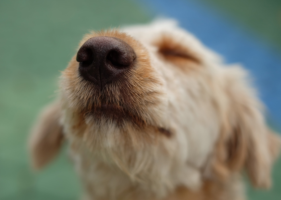 散歩中に犬に匂いを嗅がせない方法は？