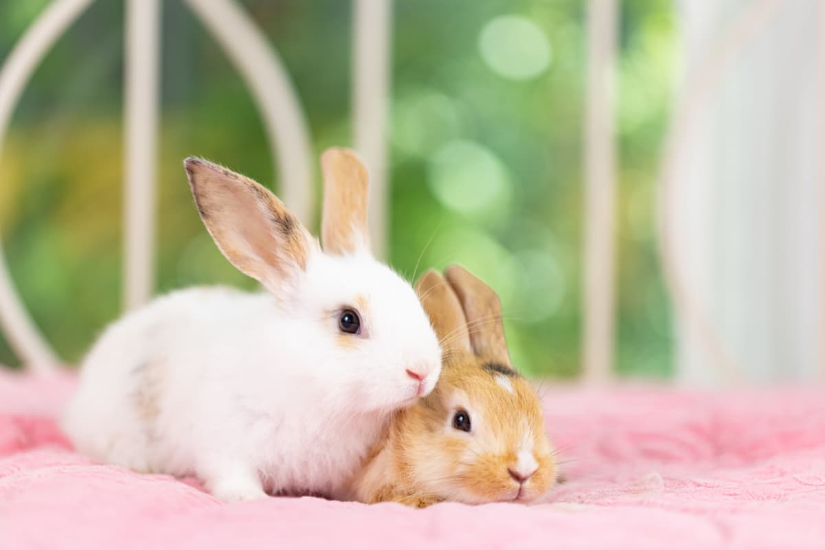 どんなうさぎが人気?飼いやすいうさぎ5選をご紹介!|Column | Levees レビーズ “ Animal Rights! ” 動物の権利 ...