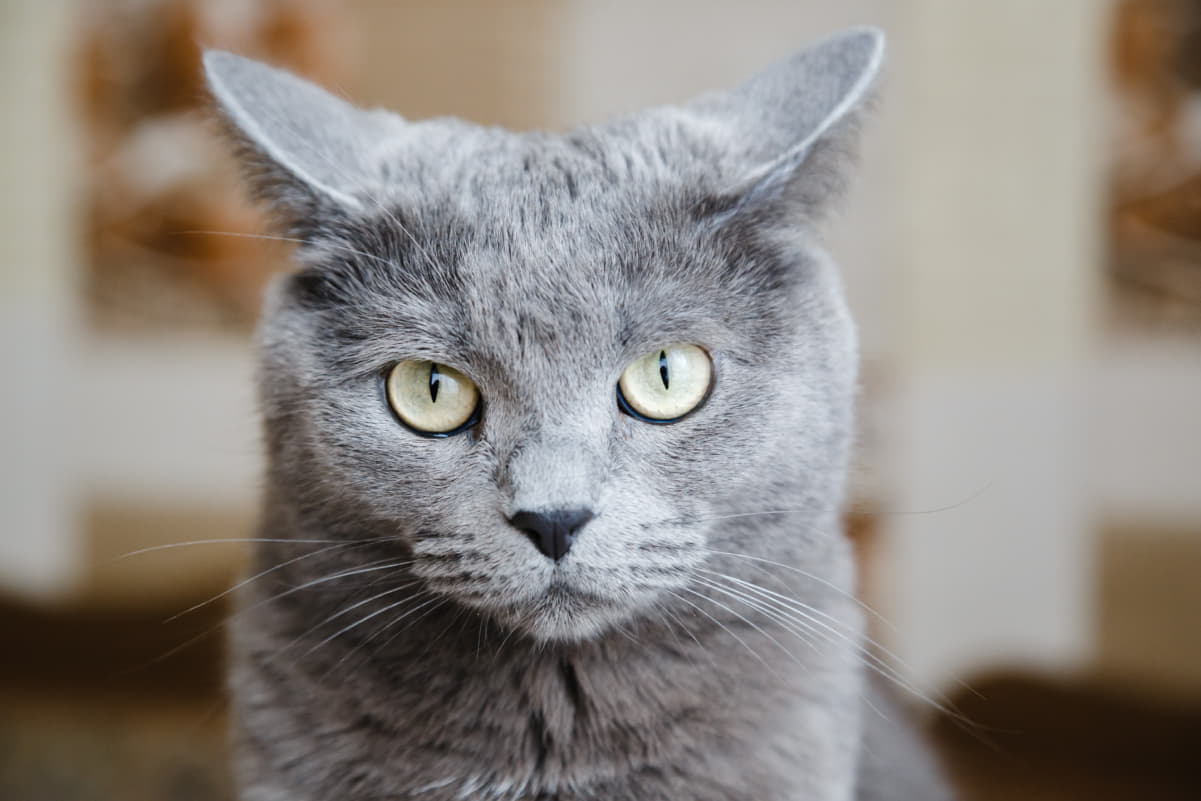 猫の感情表現】猫の耳が「イカ耳」になる理由とは？｜Column ｜ Levees