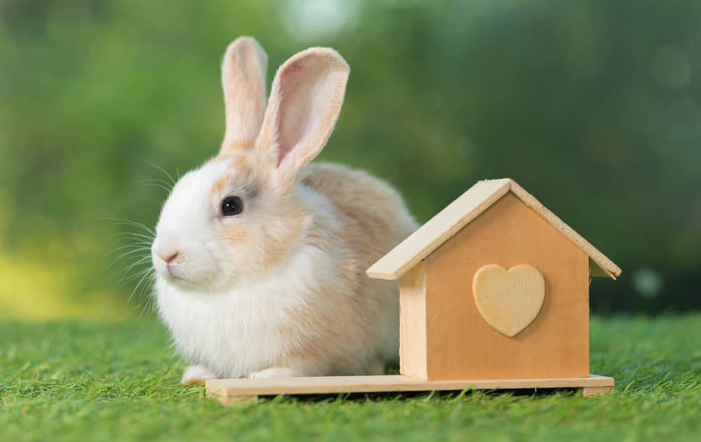 ペットとして飼うべきウサギの品種43選