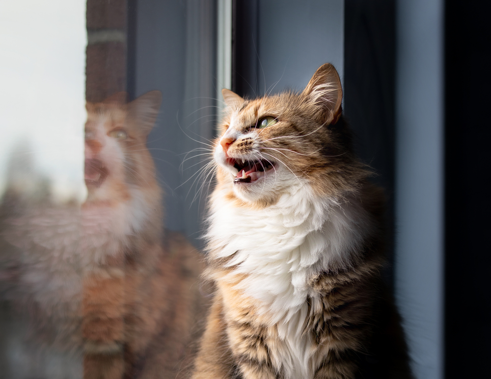 猫が発する奇妙な鳴き声「クラッキング」の正体とは？