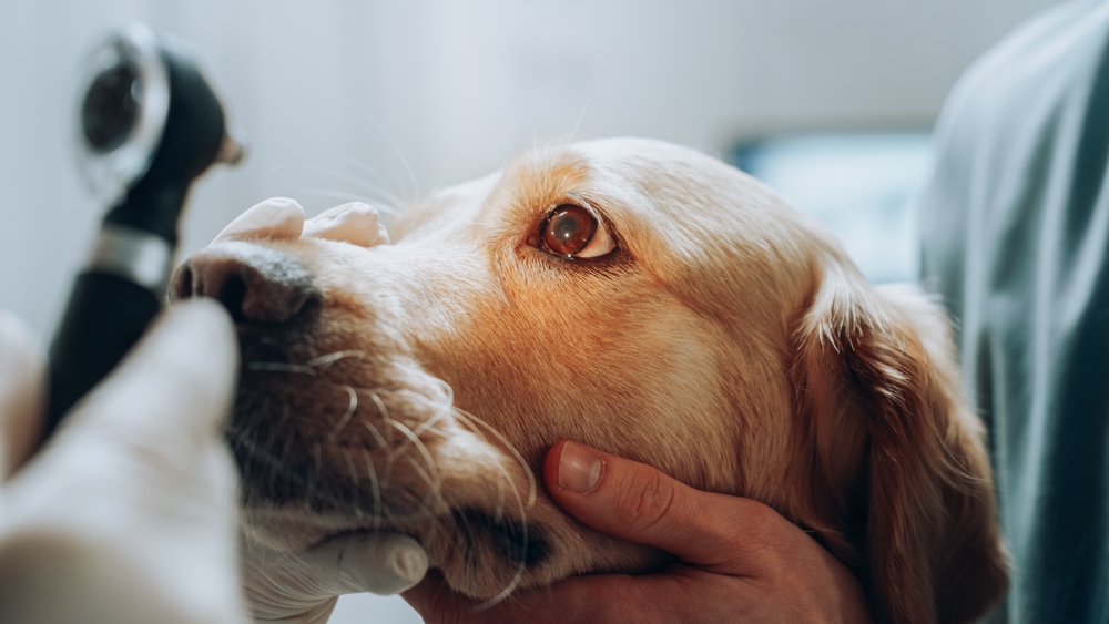 犬の「ものもらい」とは？症状や原因と予防対策について解説
