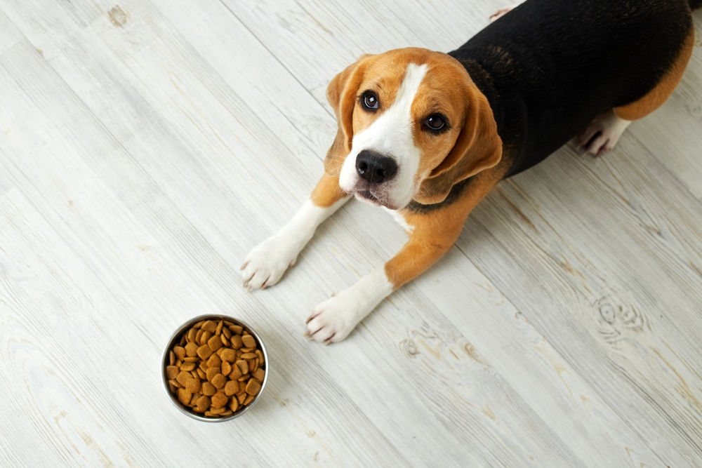 犬がごはんを食べない！考えられる5つの理由と対処法
