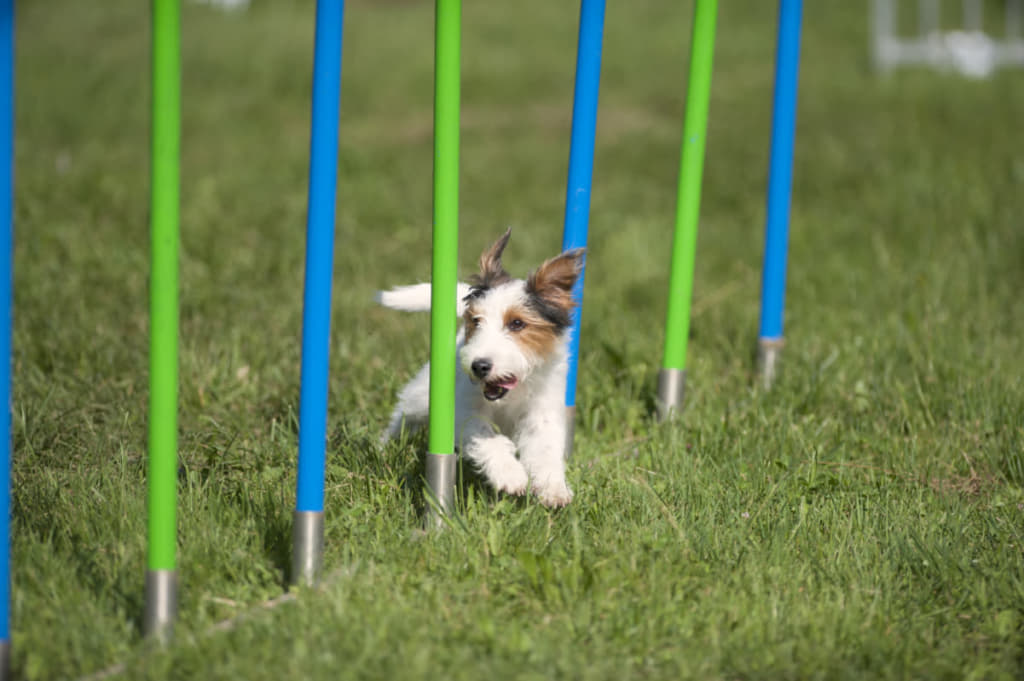 犬遊ぶ