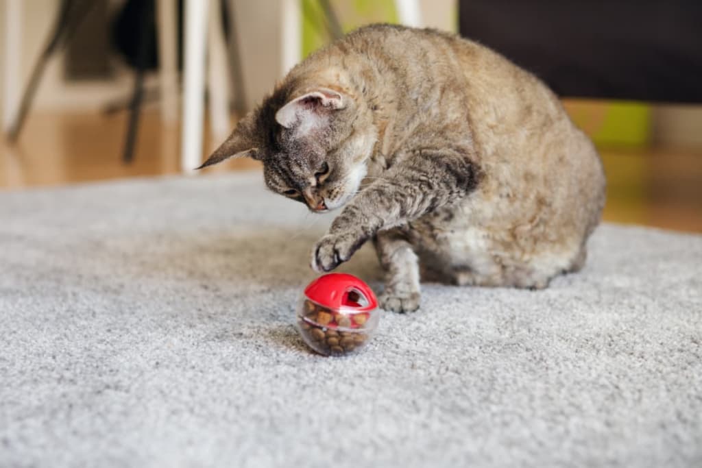 餌の入ったおもちゃで遊ぶ猫