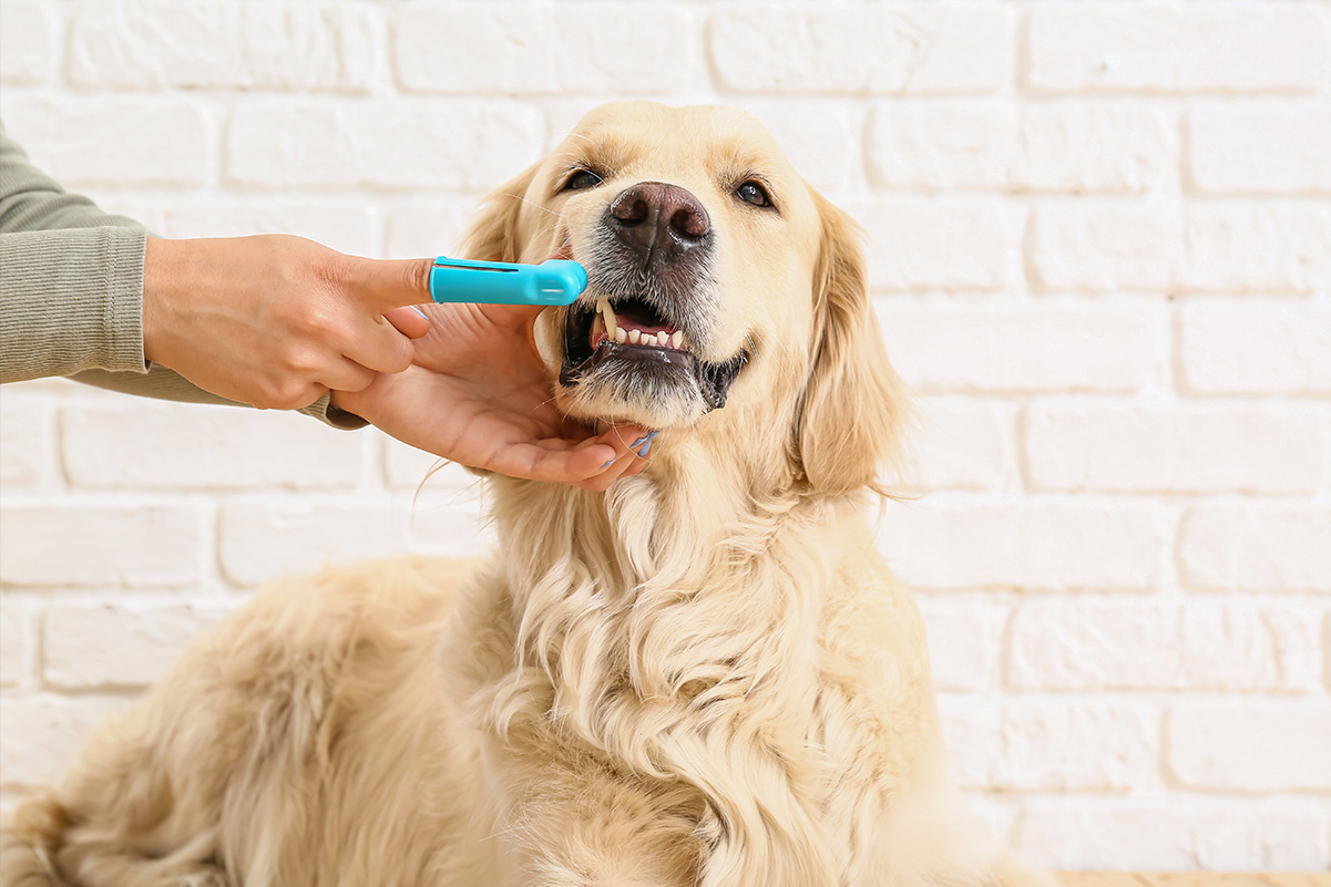 愛犬の笑顔を守ろう！犬の歯の健康維持方法
