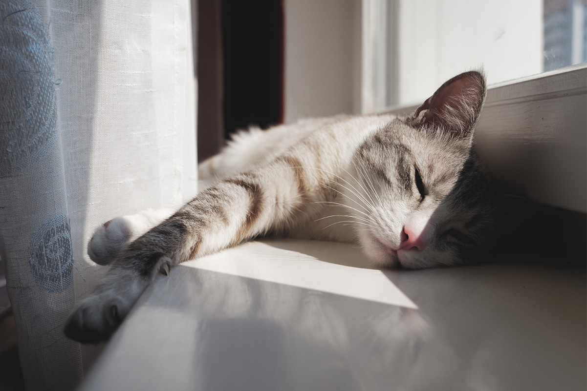 猫の留守番ストレスを軽減する為の効果的な対策と環境づくり