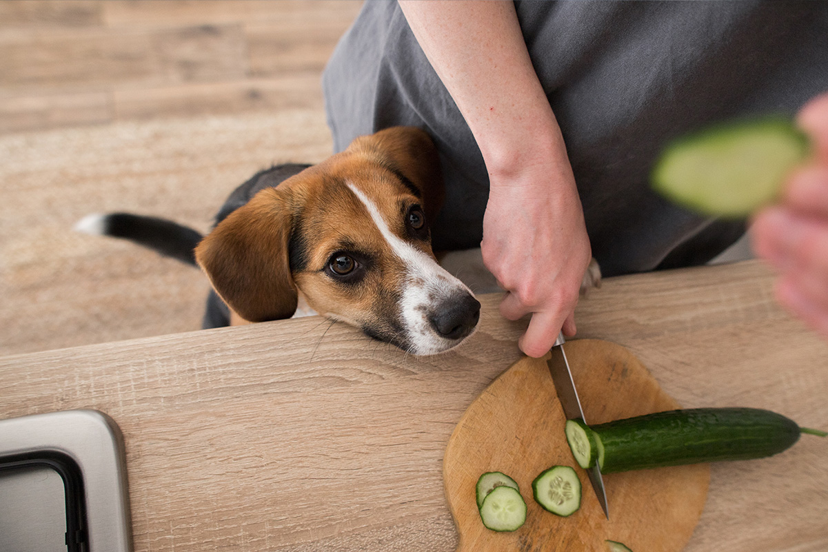 愛犬の健康を守る適切な体重管理とダイエット方法