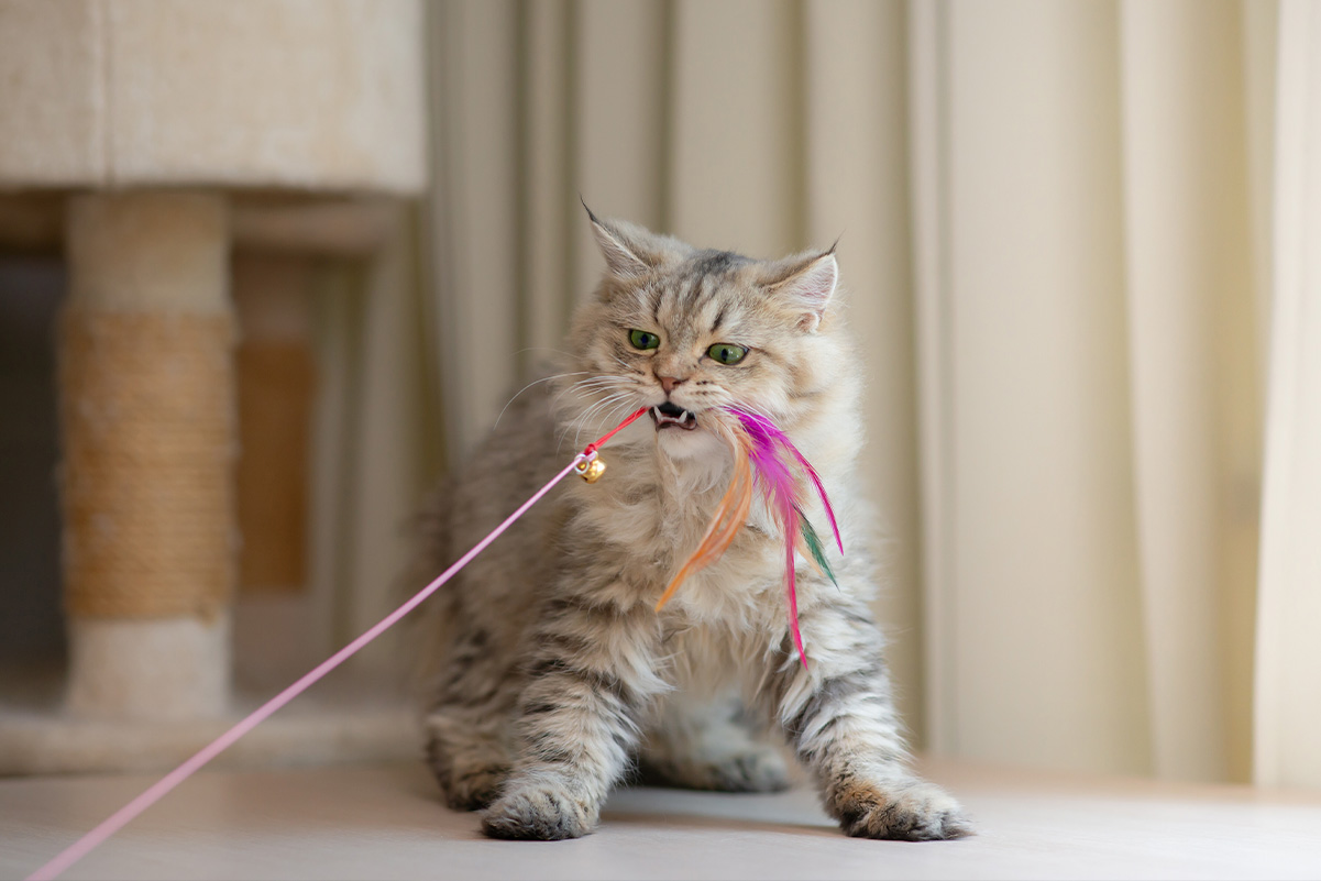 猫の習性を利用したおすすめの室内遊びアイデア4選