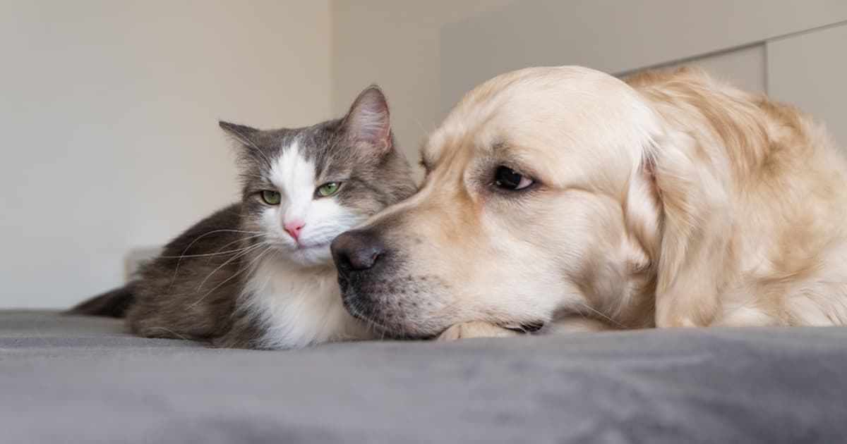 犬と猫の多種飼い｜Column ｜ Levees レビーズ “ Animal Rights! ” 動物の権利を考えるWEBマガジン