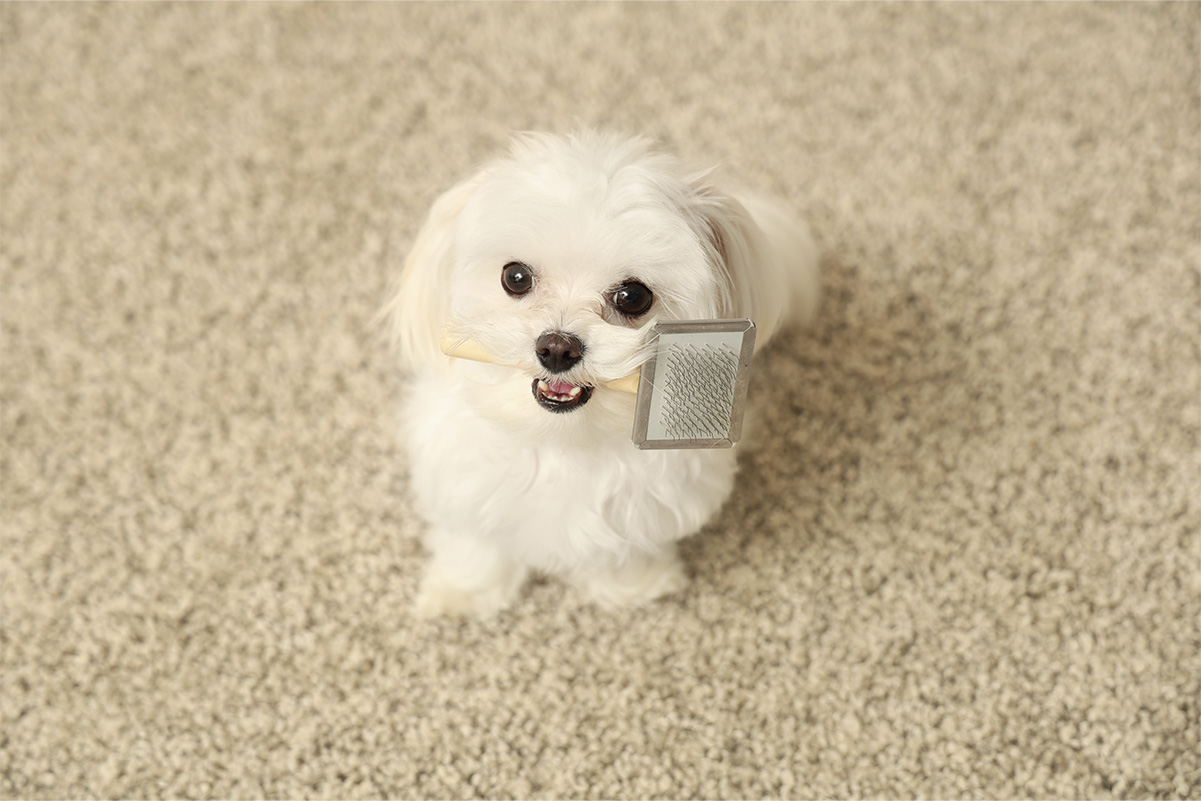 犬も笑う？笑顔の理由と愛犬を笑わせる方法をご紹介！