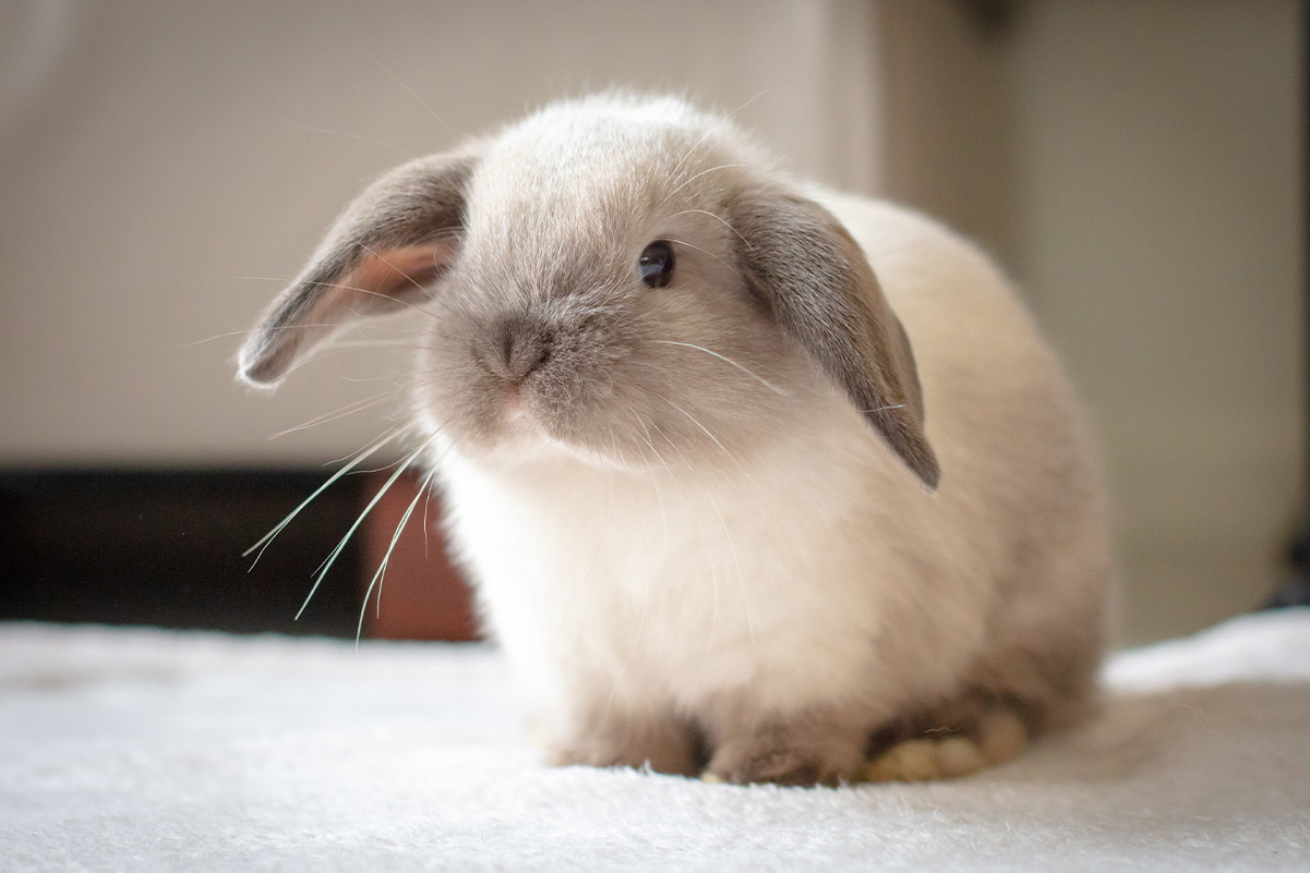 うさぎの飼い主大好きサイン4つ！ジャンプするのは好きだから？