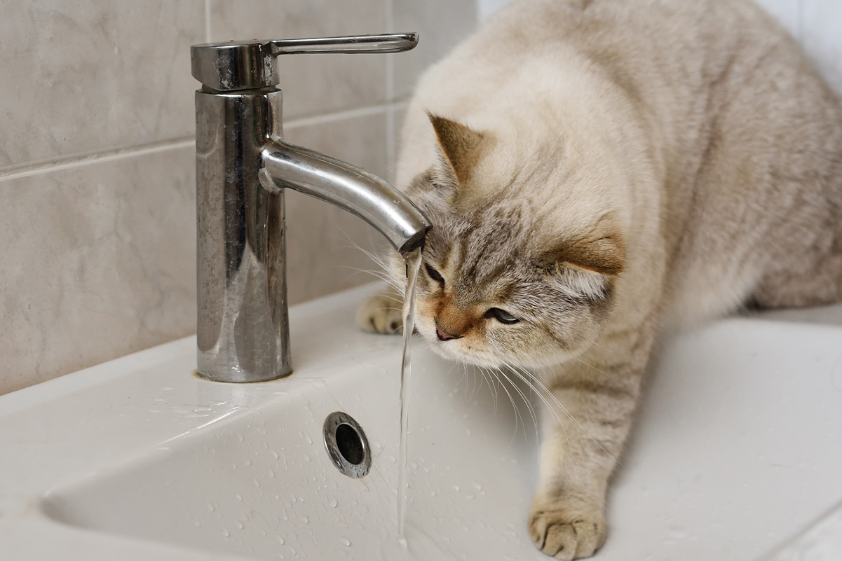 愛猫が水を飲まない？健康を守るための水分補給アイデアと対策