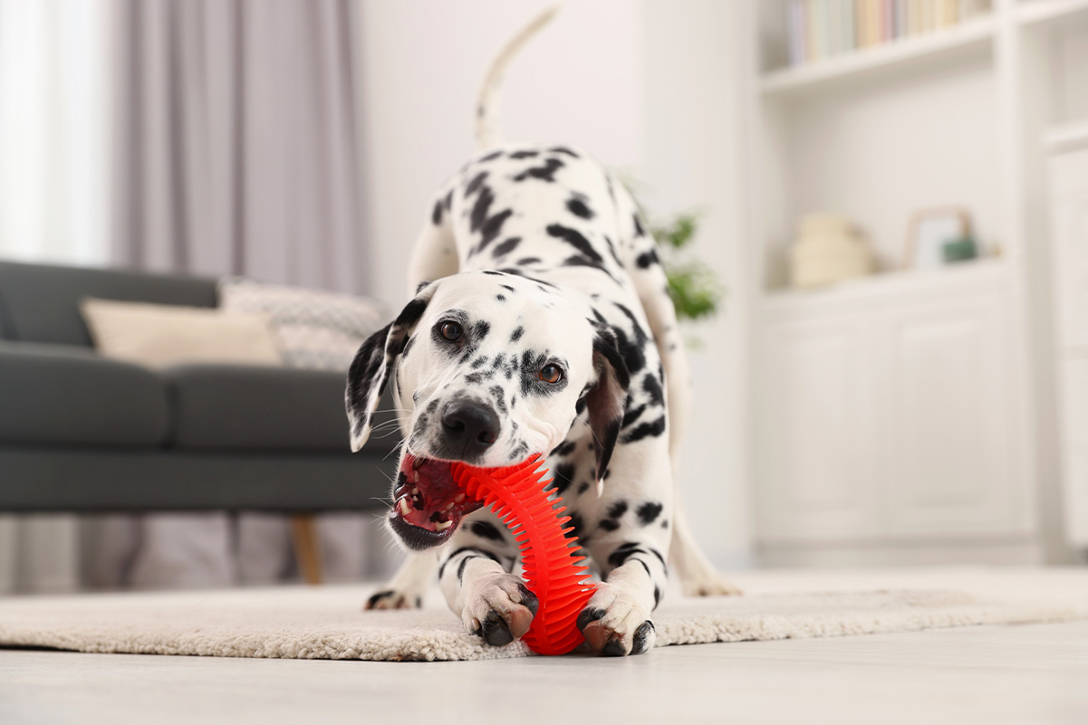 犬との絆を深める一緒に楽しめる室内ゲームのアイデア